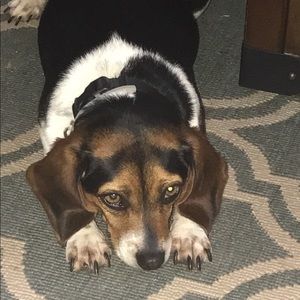 Meet your Posher, Brittney